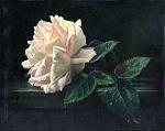 white rose 8x10