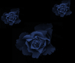 blackrose